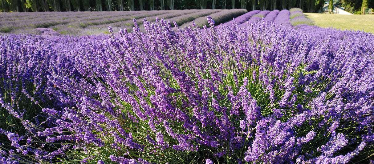 Live Royal Velvet Lavender Plant