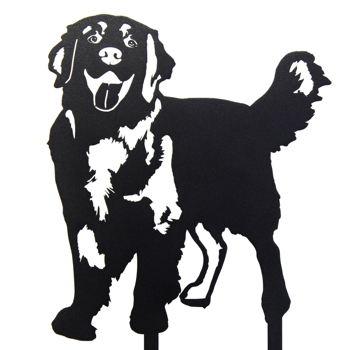 Golden Retriever - Standing