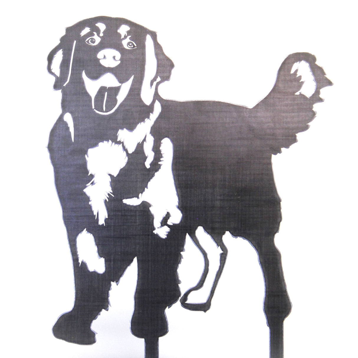 Golden Retriever - Standing