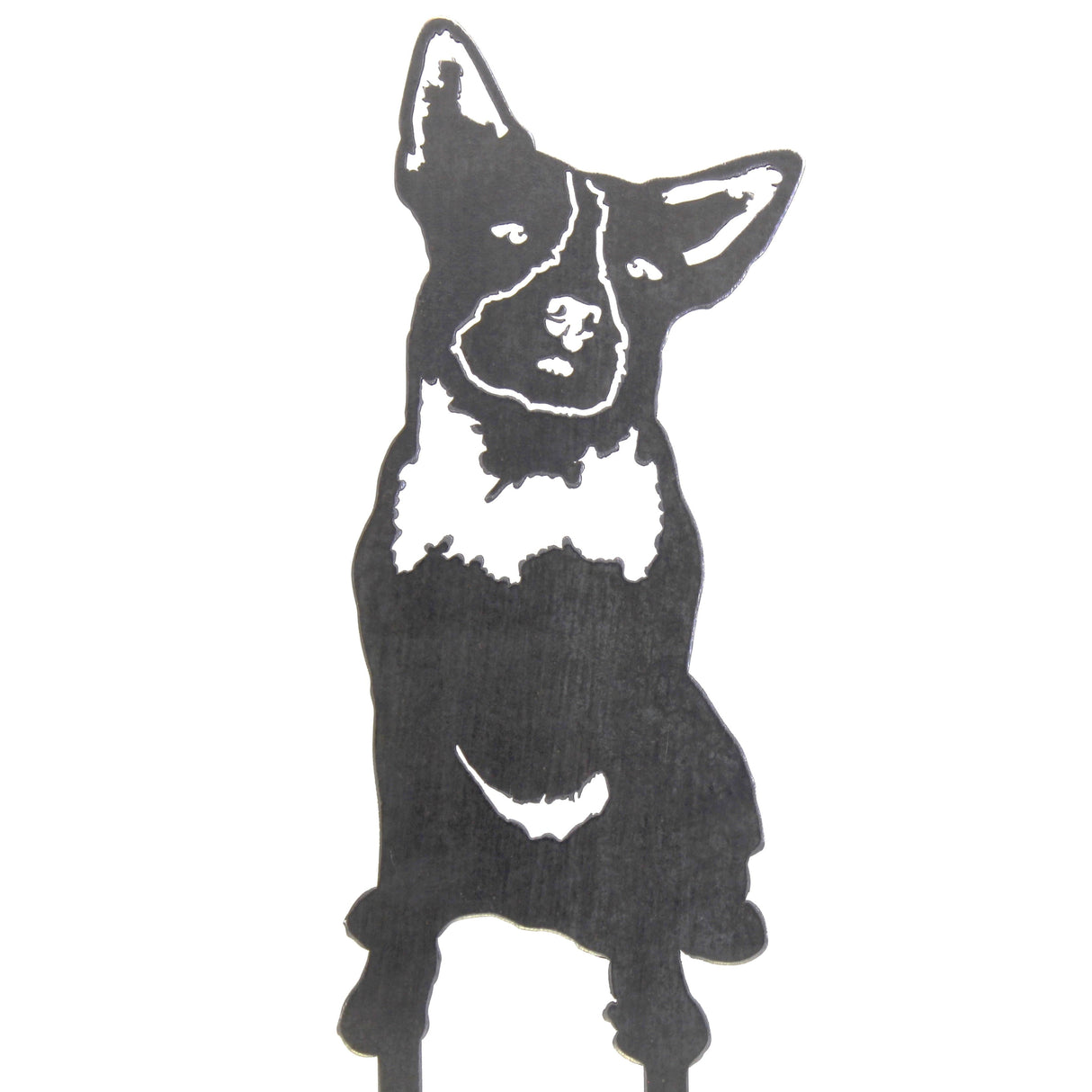 Australian Cattle Dog