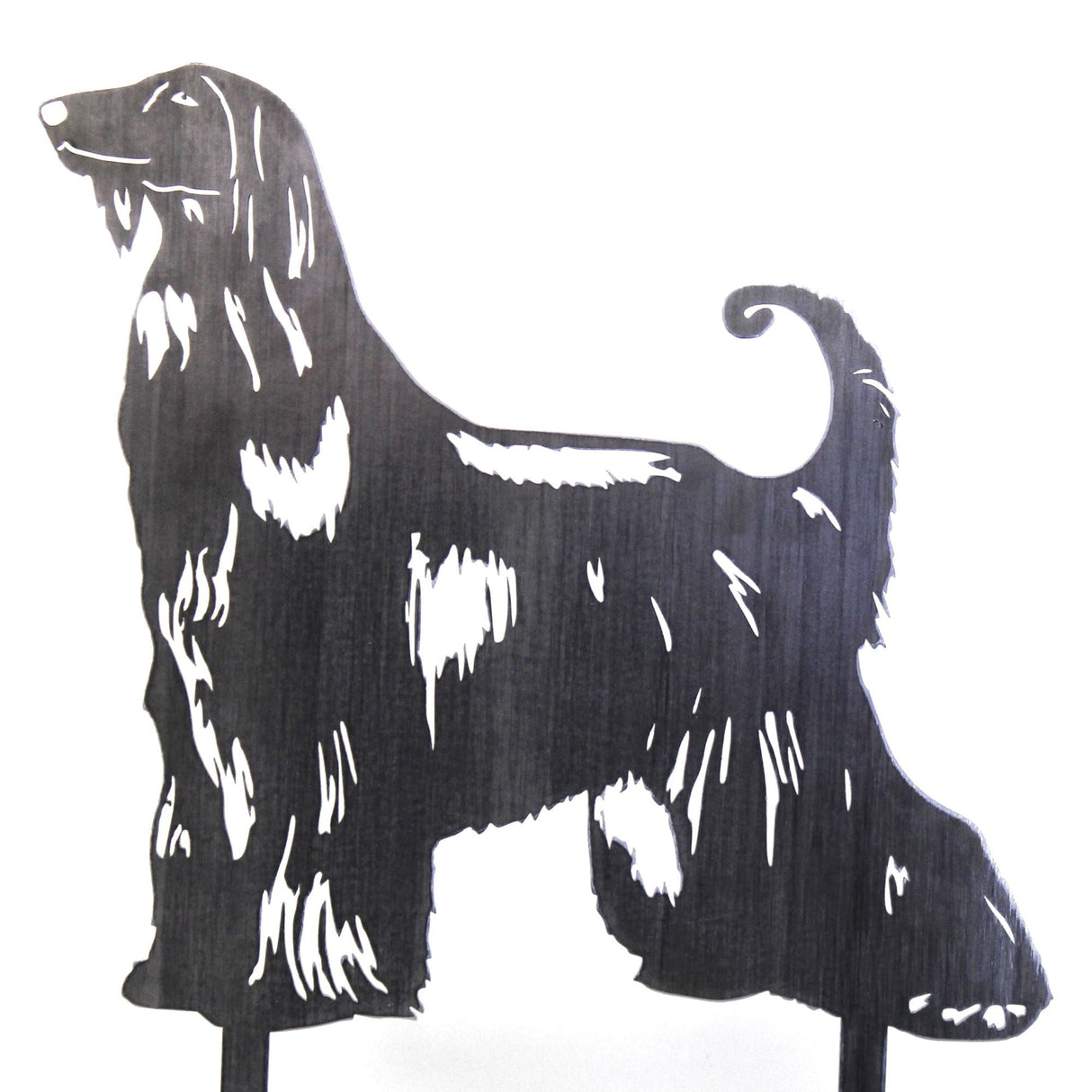 Afghan Hound
