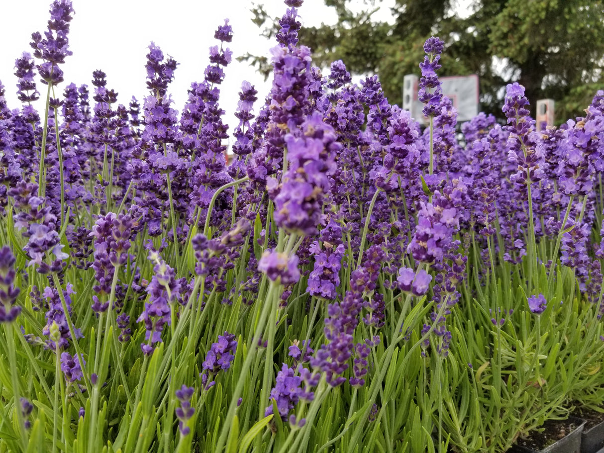 Live Hidcote Lavender Plant
