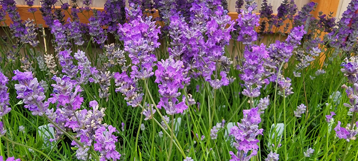 Live Royal Velvet Lavender Plant