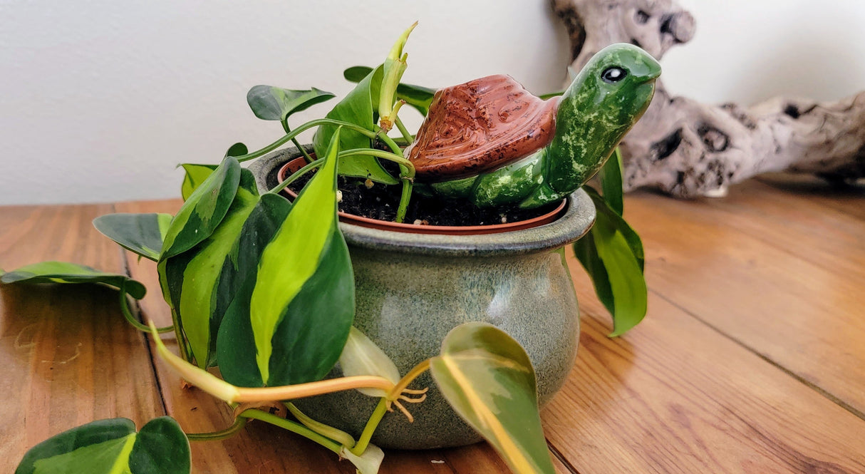 Turtle Plant Watering Spike