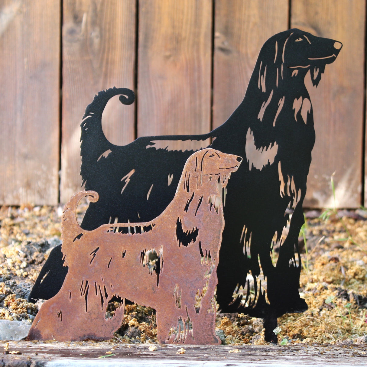 Afghan Hound