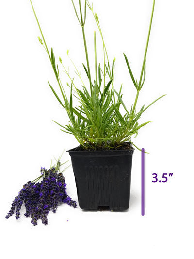 Live Provence Lavender Plant