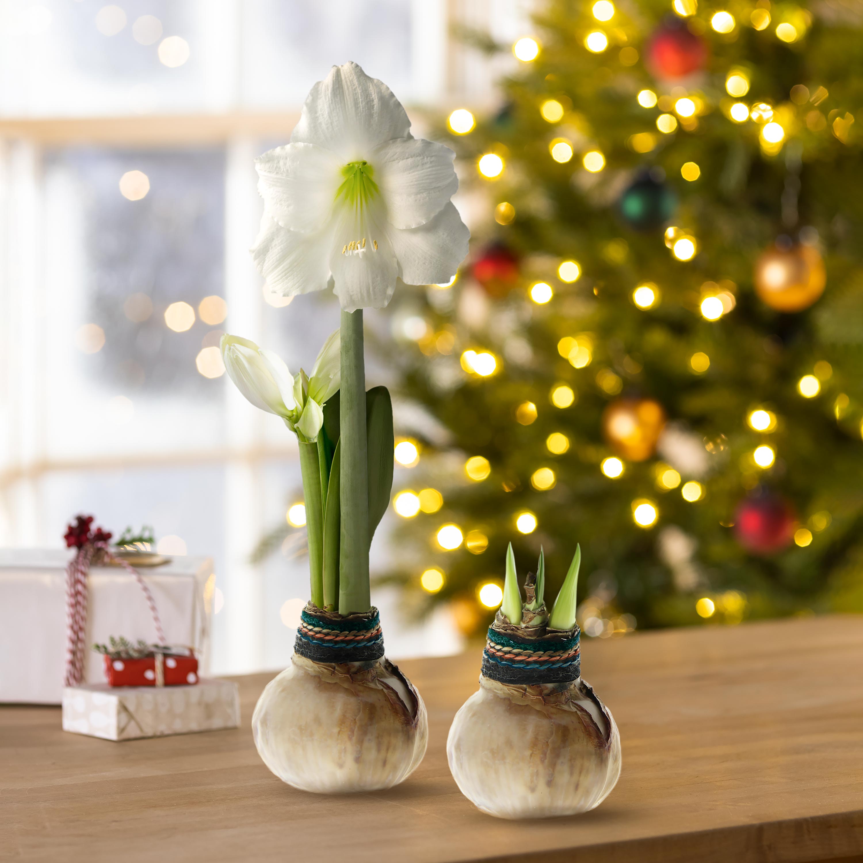 Naturalz Waxed Self-Contained Amaryllis Flower Bulb – Plow & Hearth