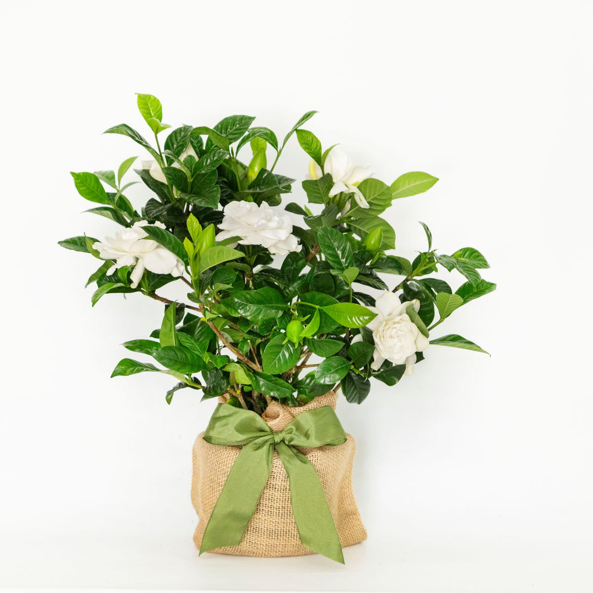 gardenia indoor house plant Gardenia Table Décor, 30" – Plow & Hearth