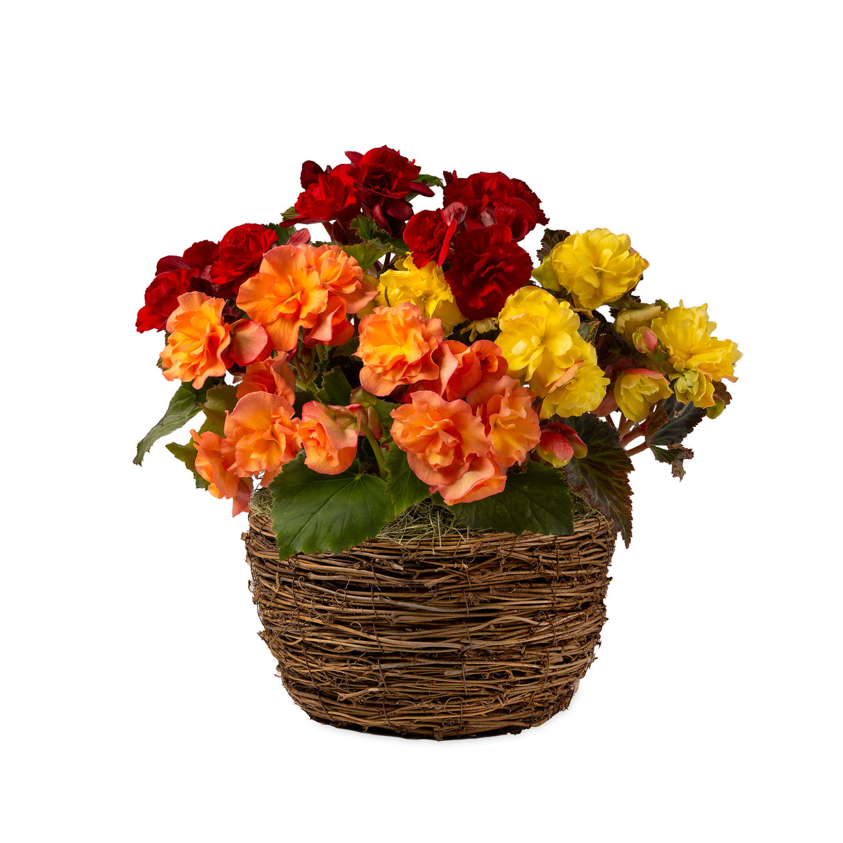 3909_f28f94ae-6038-472e-a2e6-bdacd4b27ff3