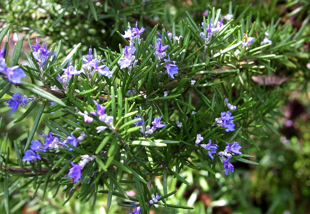 Arp Rosemary Live Herb Plant