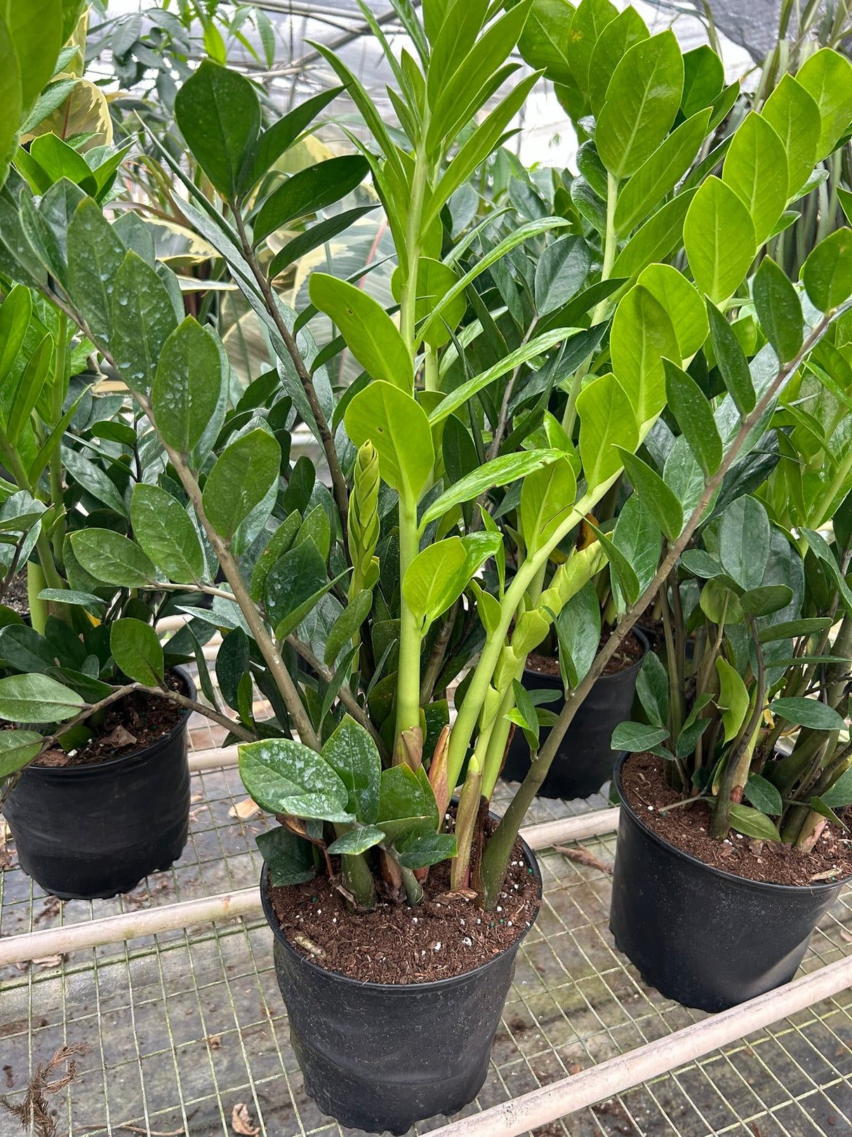 Zamioculcas Zamiifolia 'ZZ' Plant