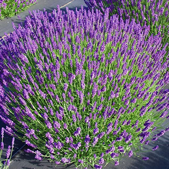 Lavender Angustifolia Munstead - 2.5QT Size Pot