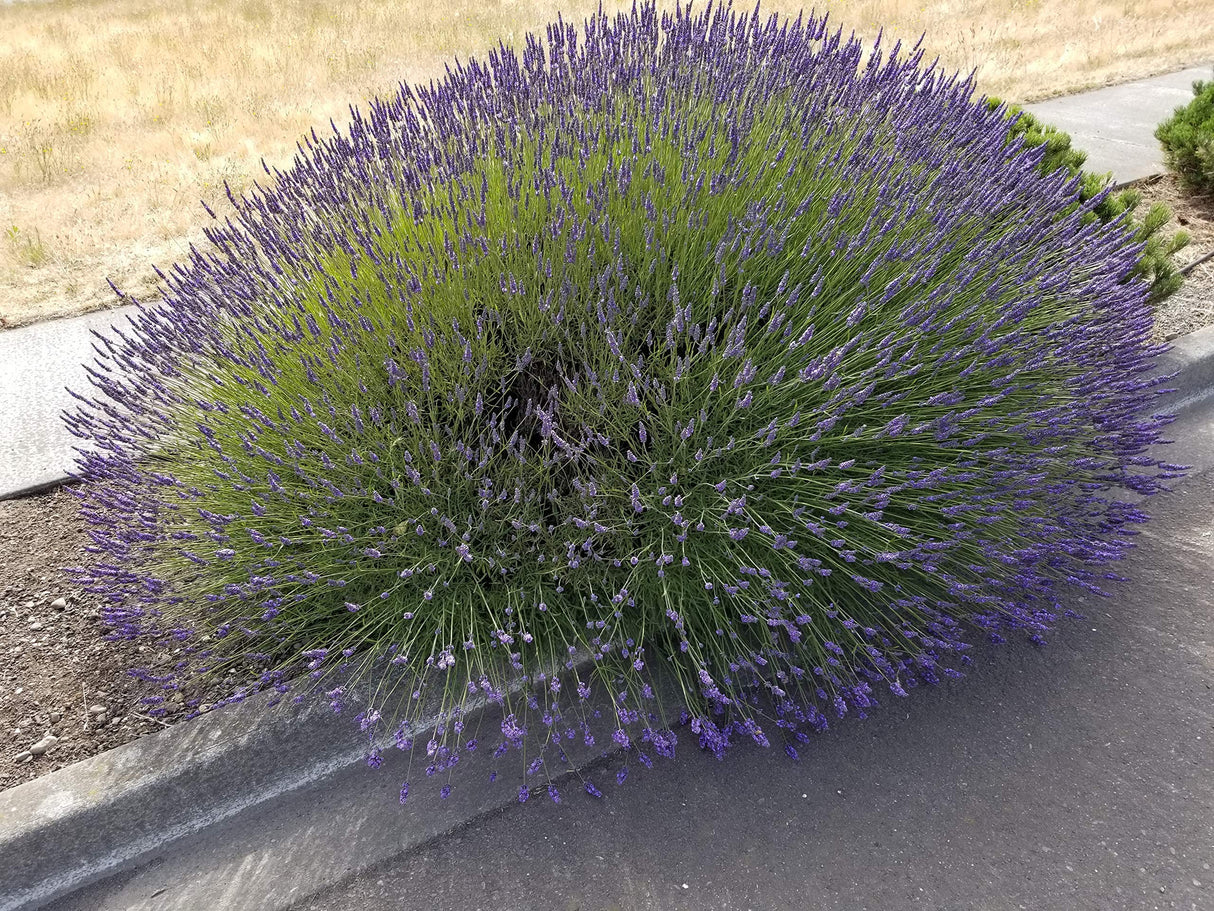 Lavender Phenomenal 2.5QT Size Pot