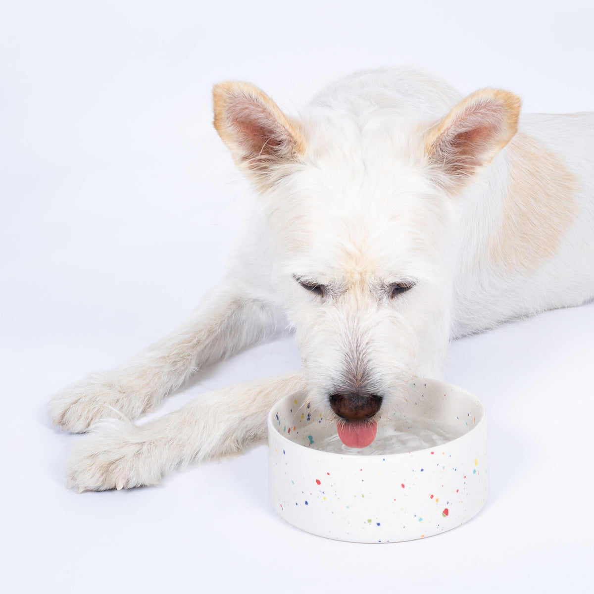 Set of 2 White Medium stoneware ceramic Pet Bowls — Party Collection