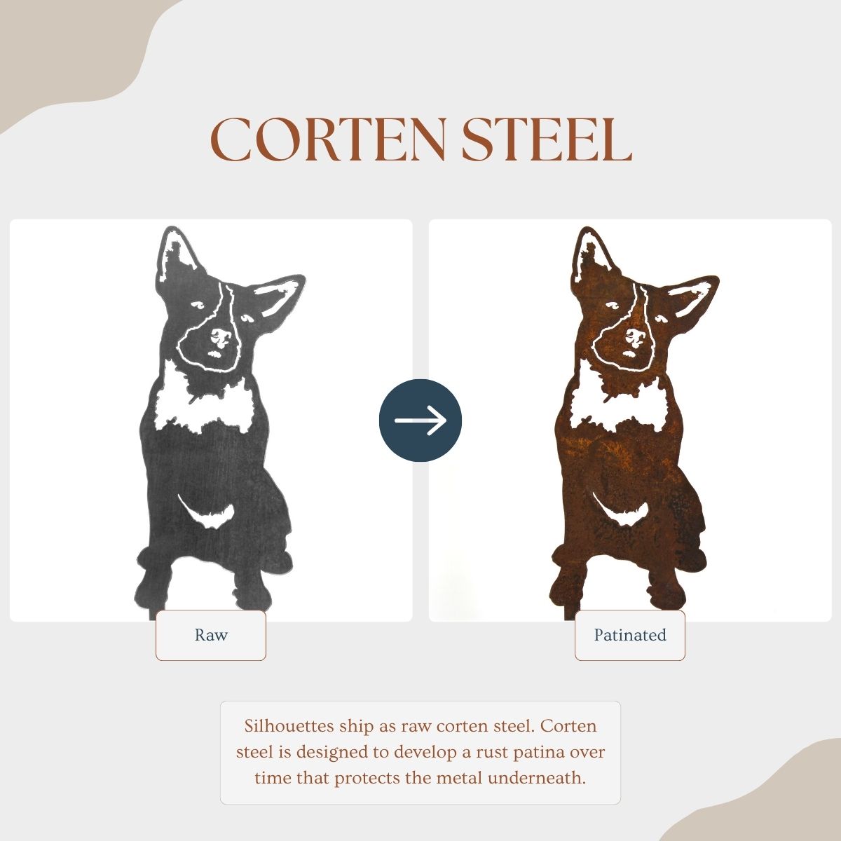 Australian Cattle Dog