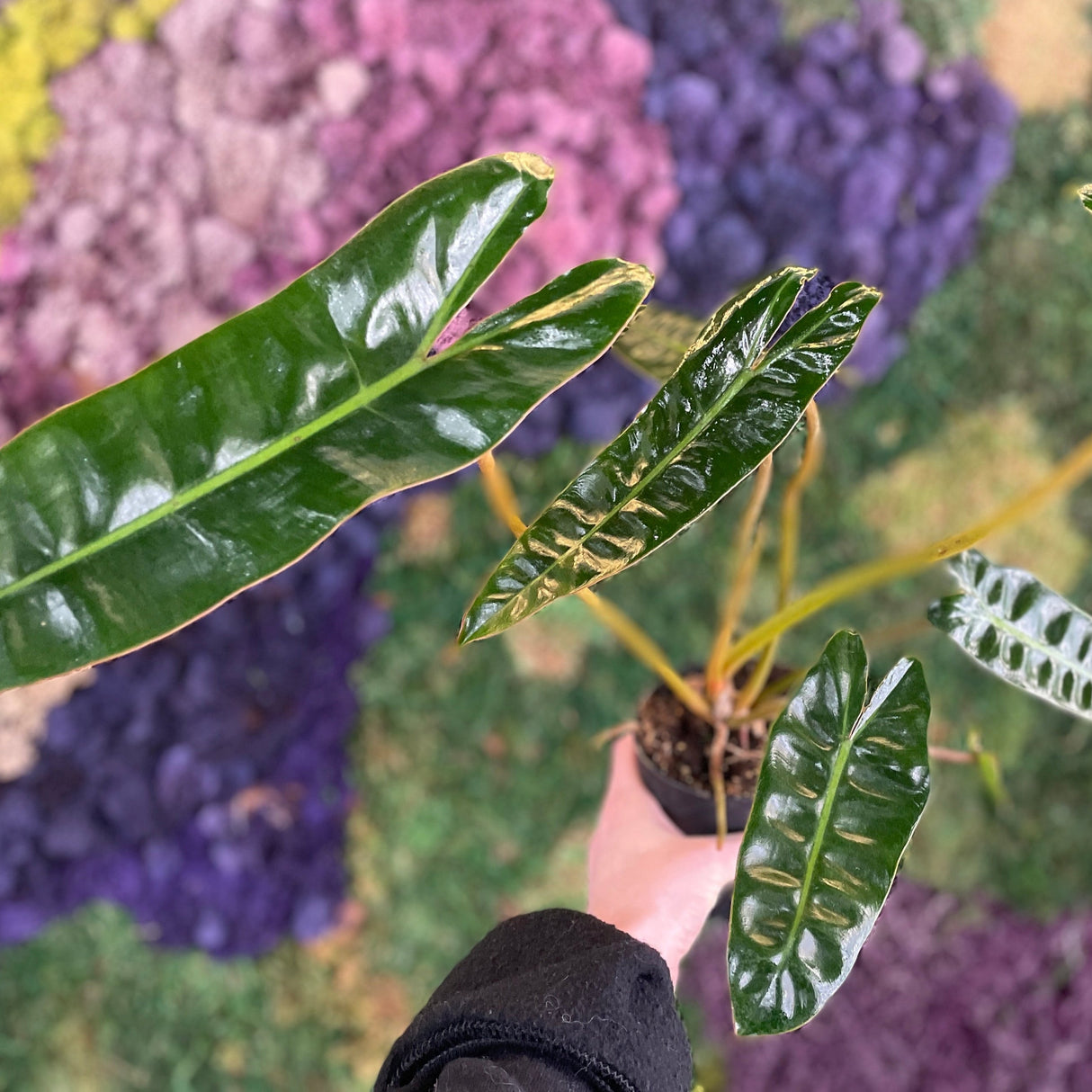 Hand holding a potted plant with a colorful textured background