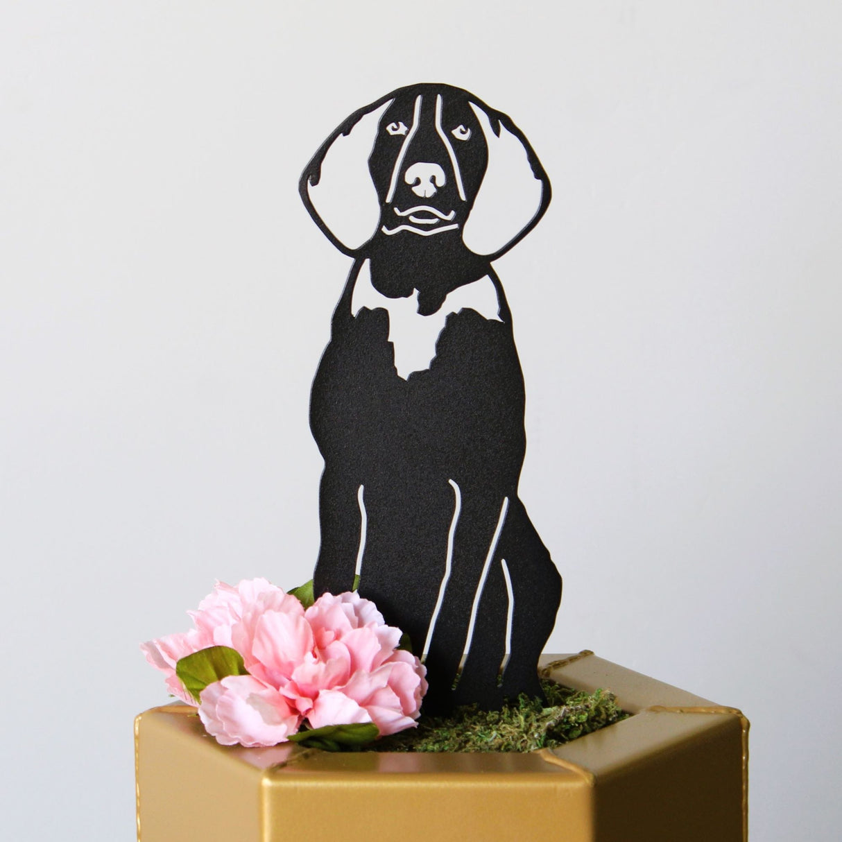 American English Coonhound