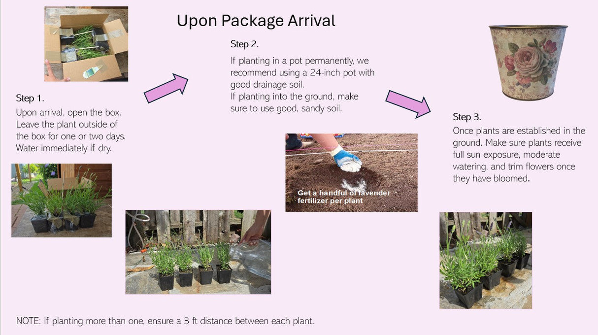 Live Provence Lavender Plant