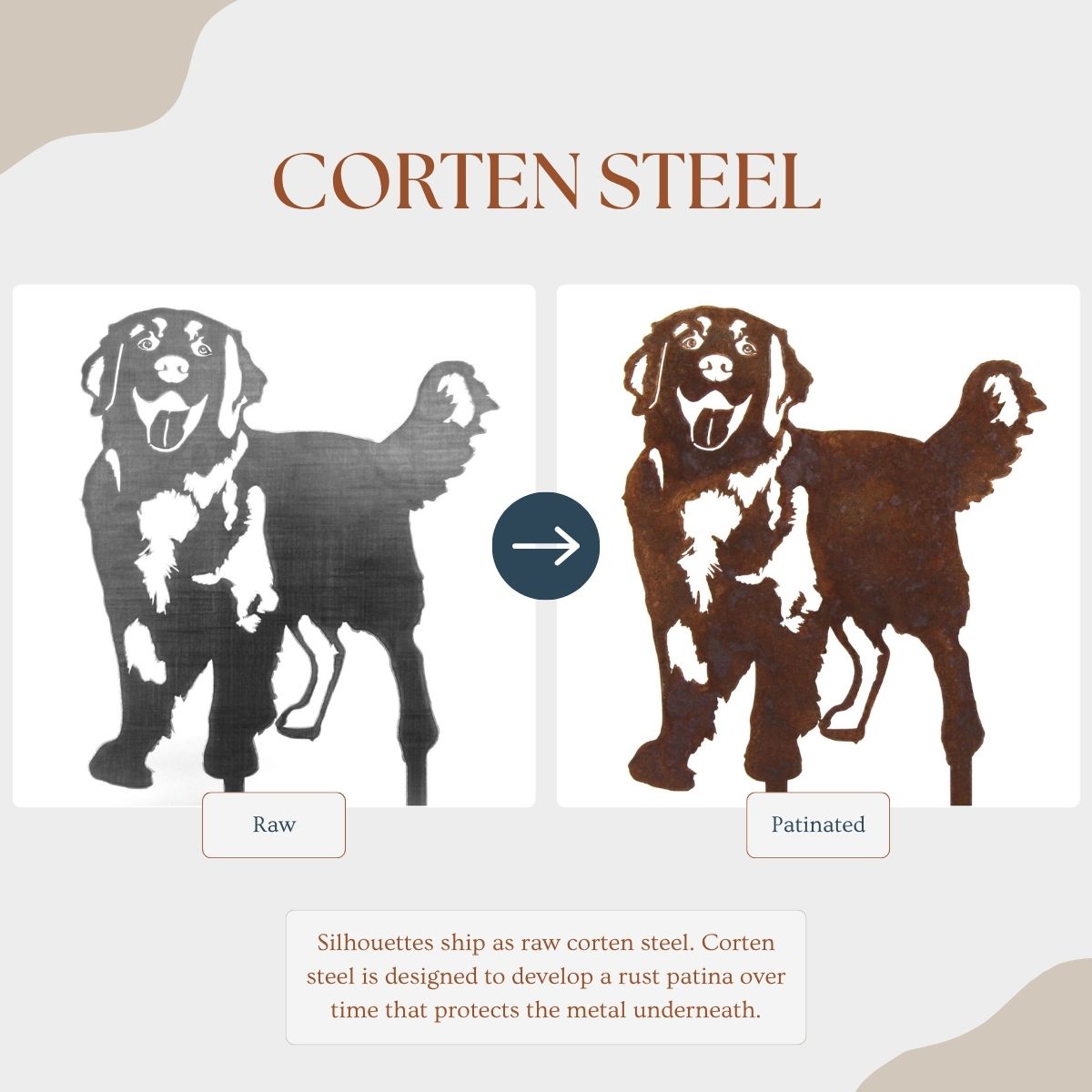 Golden Retriever - Standing