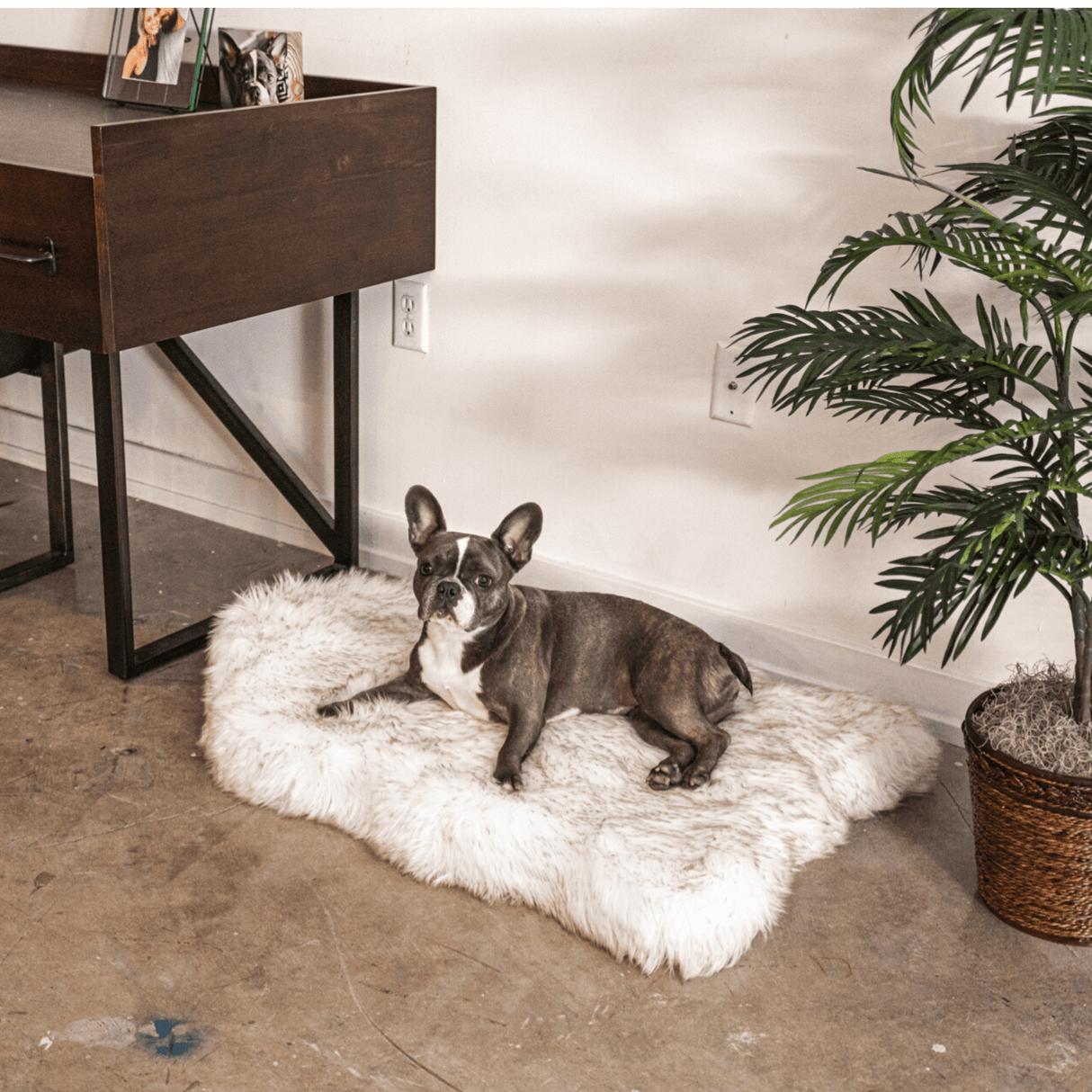 PupRug by Paw.com® Faux Fur Orthopedic Dog Bed - Curve White with Brown Accents