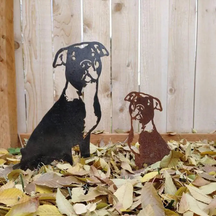 American Pit Bull Terrier