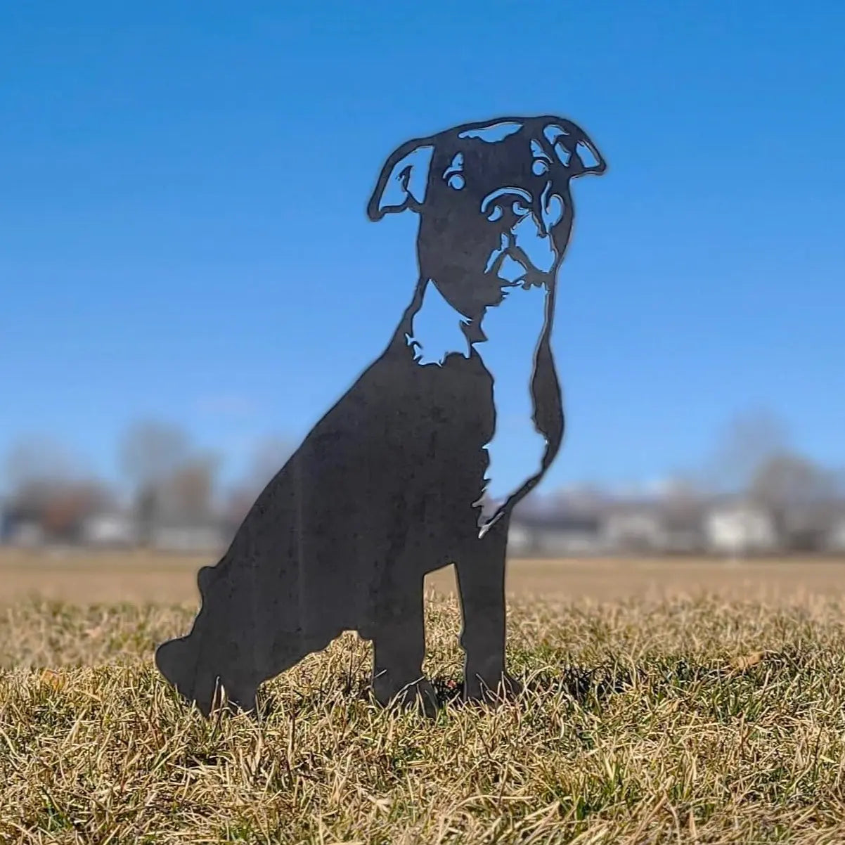 American Pit Bull Terrier