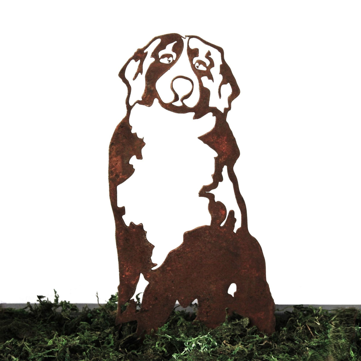 Bernese Mountain Dog