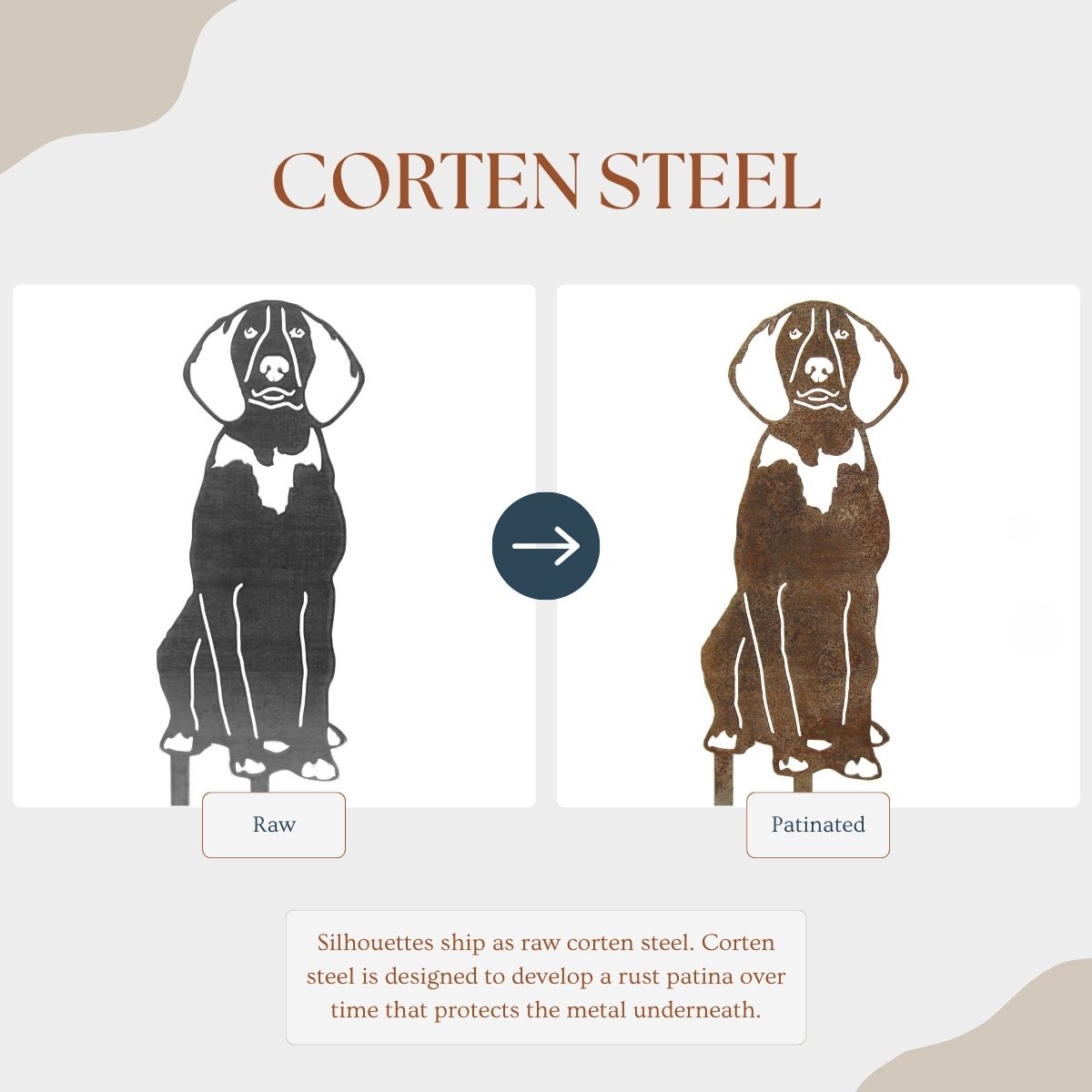 American English Coonhound