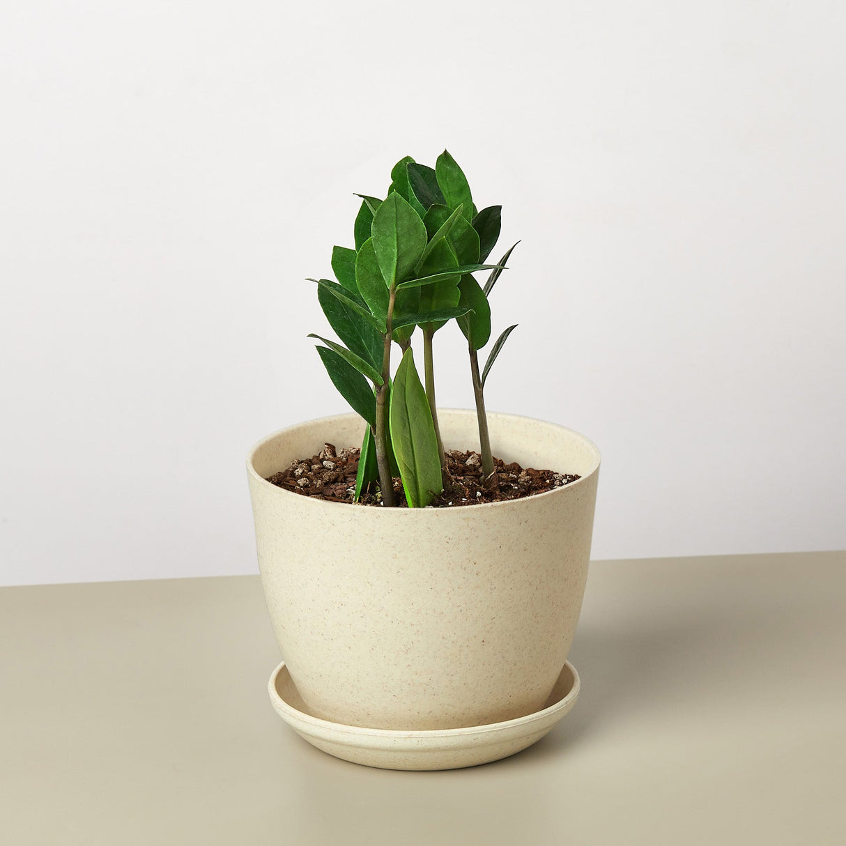 Zamioculcas Zamiifolia 'ZZ' Plant