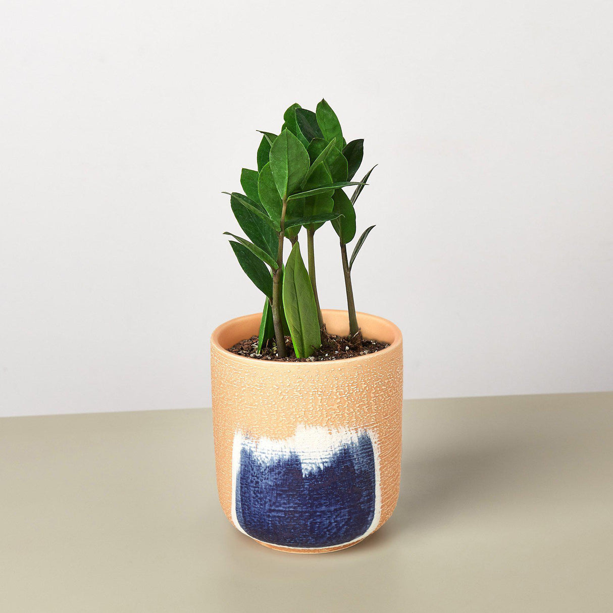 Zamioculcas Zamiifolia 'ZZ' Plant