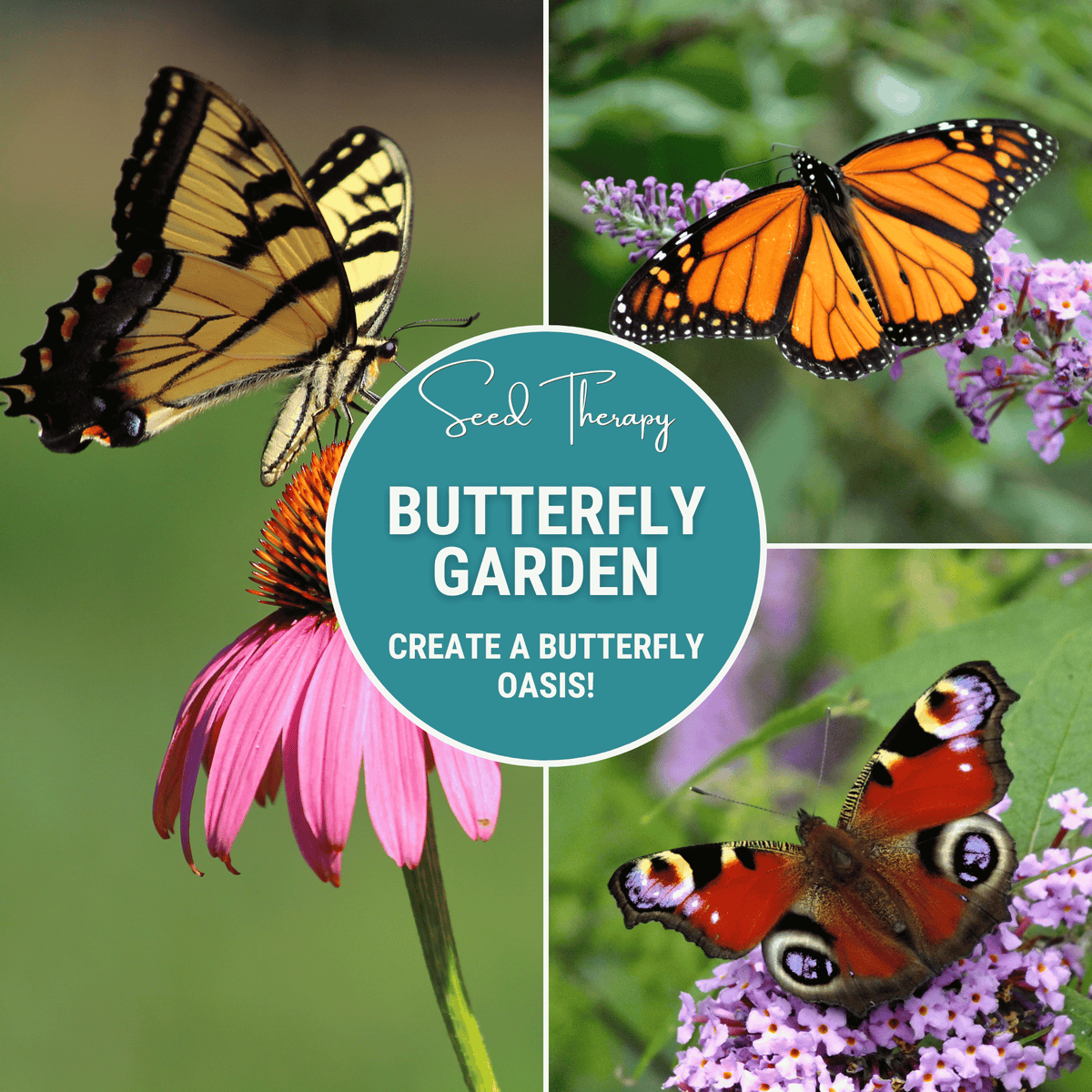 butterfly garden seed Butterfly Garden Seed Collection – 10 Varieties