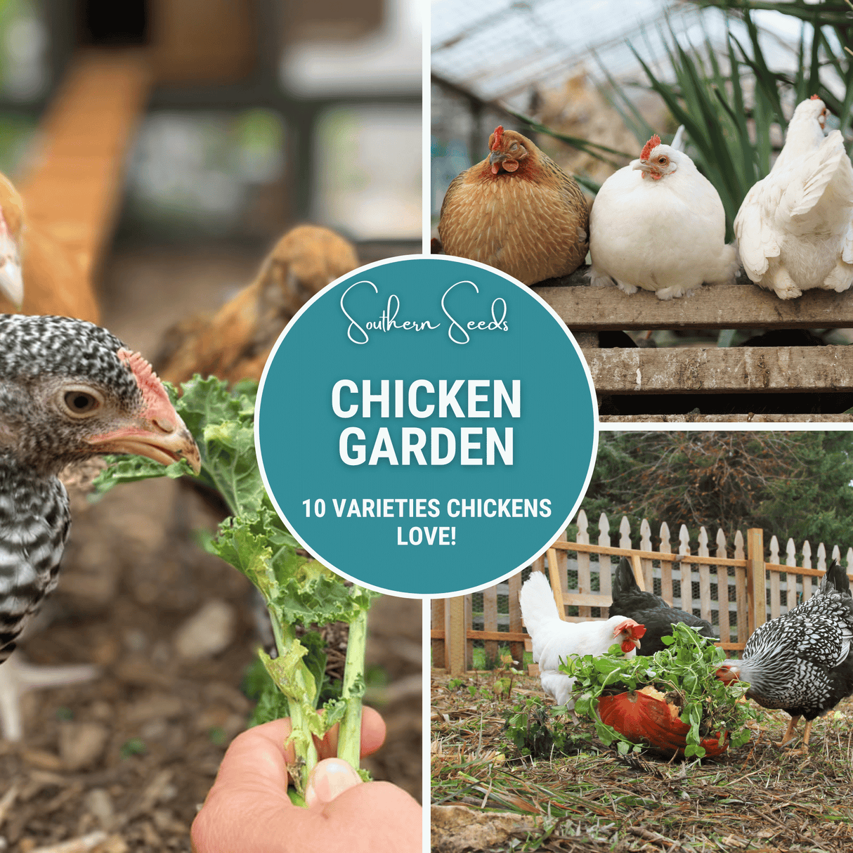 Chicken Treats Seed Collection – 10 Varieties