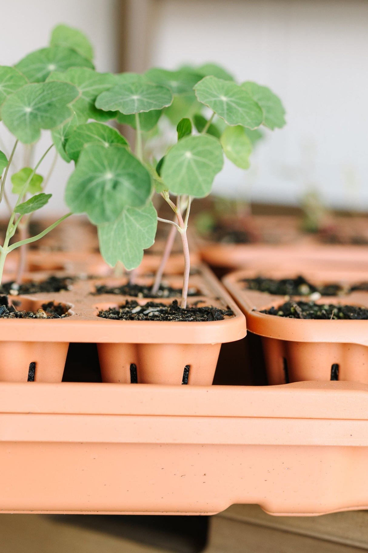 GreenStalk Garden Seed Starter Kit with Domes