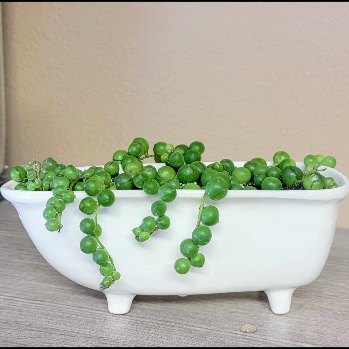Medium Ceramic Bathtub Planter