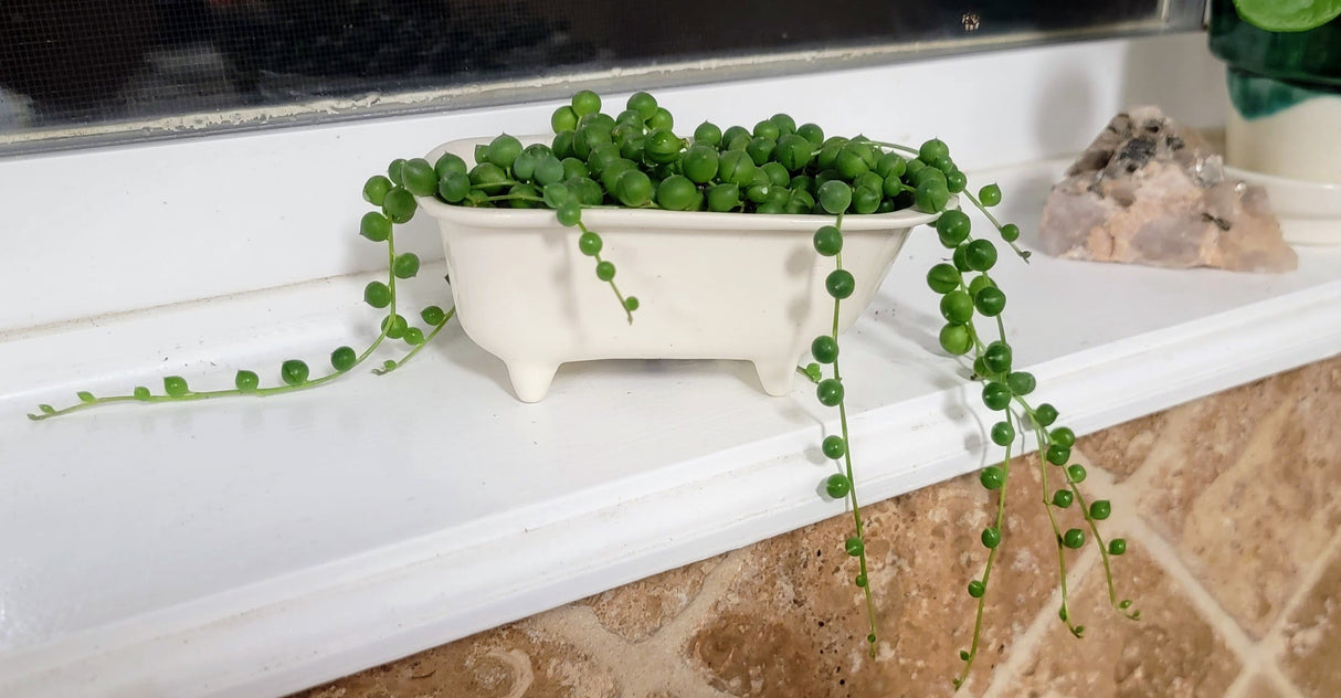 Small Bathtub Planter