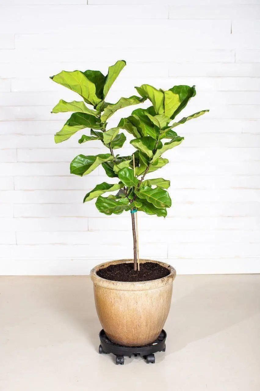 GreenStalk Garden Ultimate Spinner With Wheel Kit