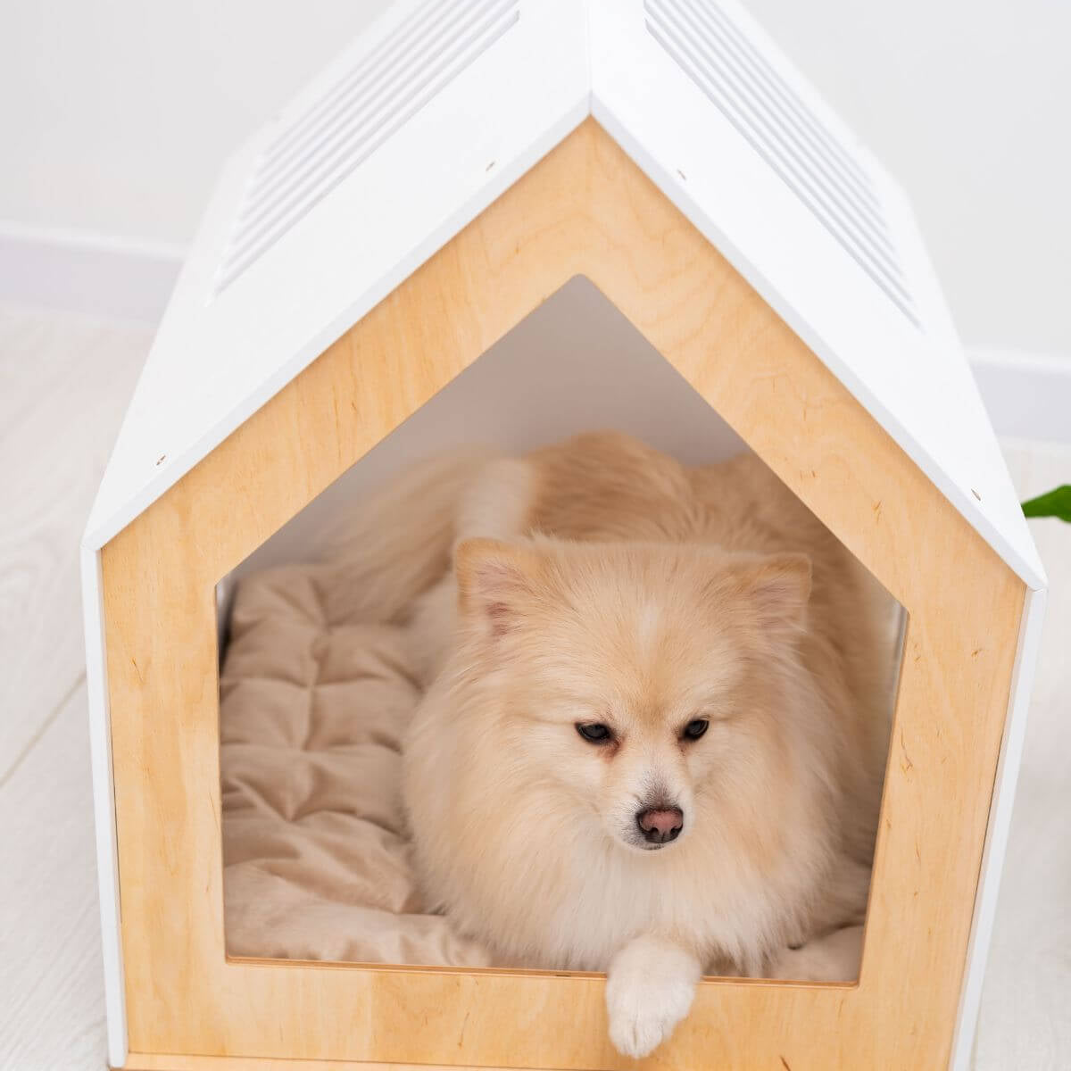 Modern Indoor Dog House
