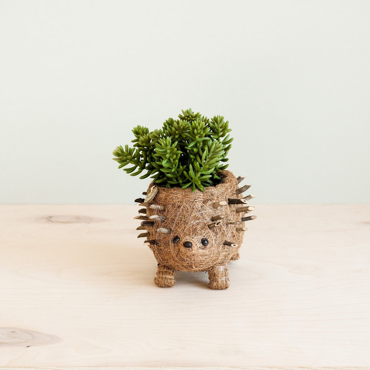 Baby Hedgehog Plant Pot - Handmade Planters | LIKHÂ
