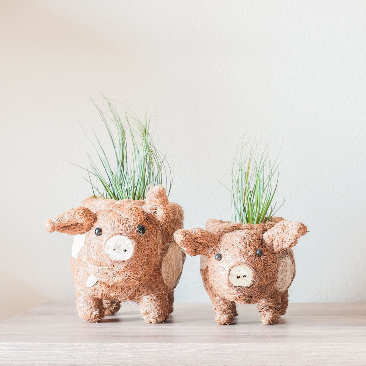 Baby Pig Succulent Coir Pot