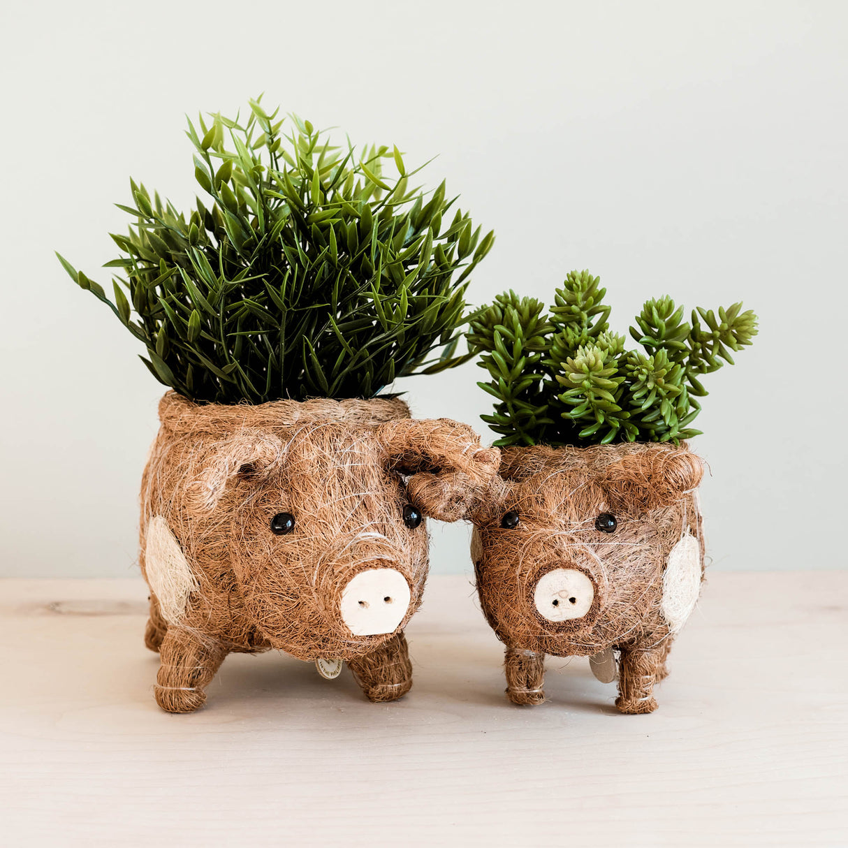 Baby Pig Succulent Coir Pot