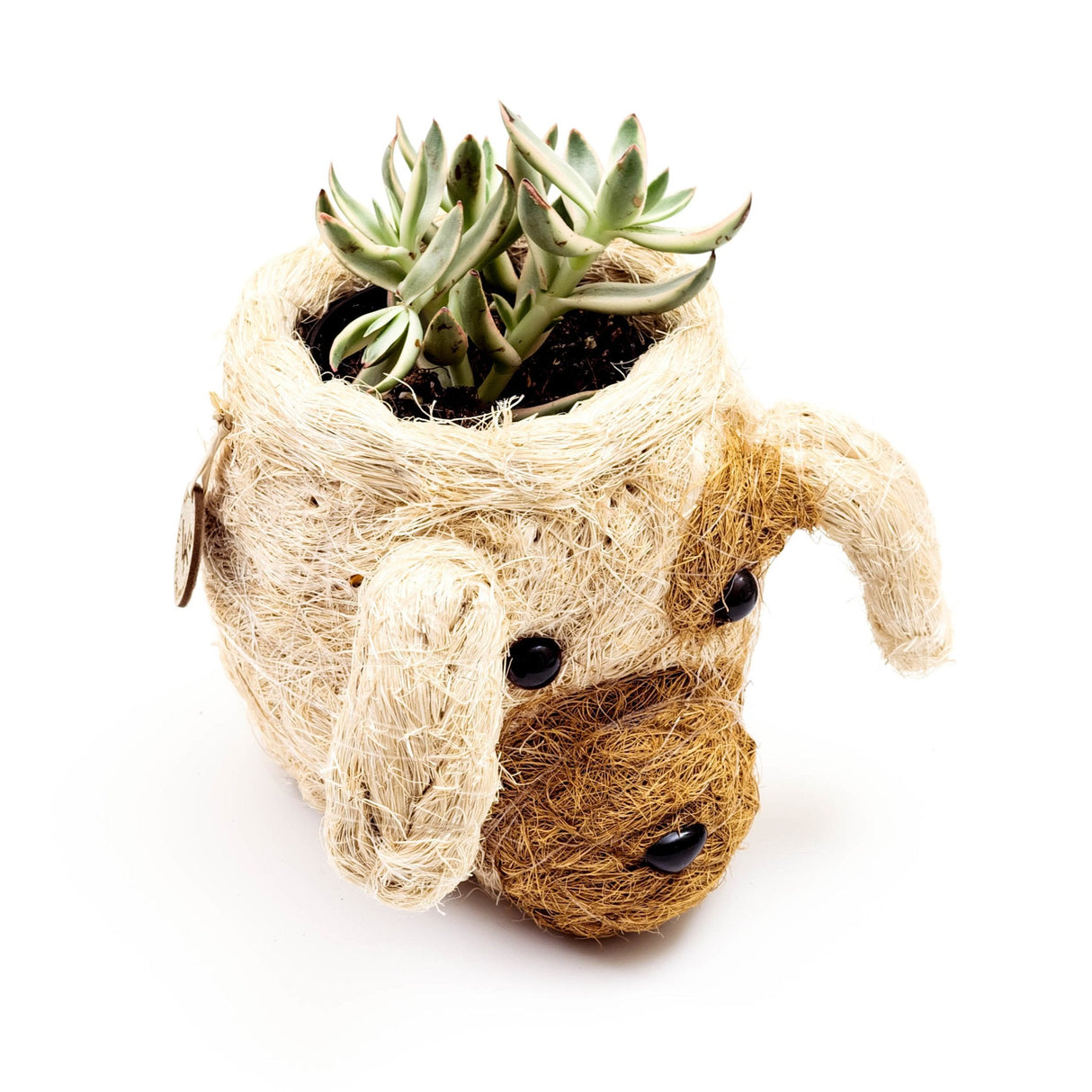 Dog Succulent Planter - Animal Head Plant Pot