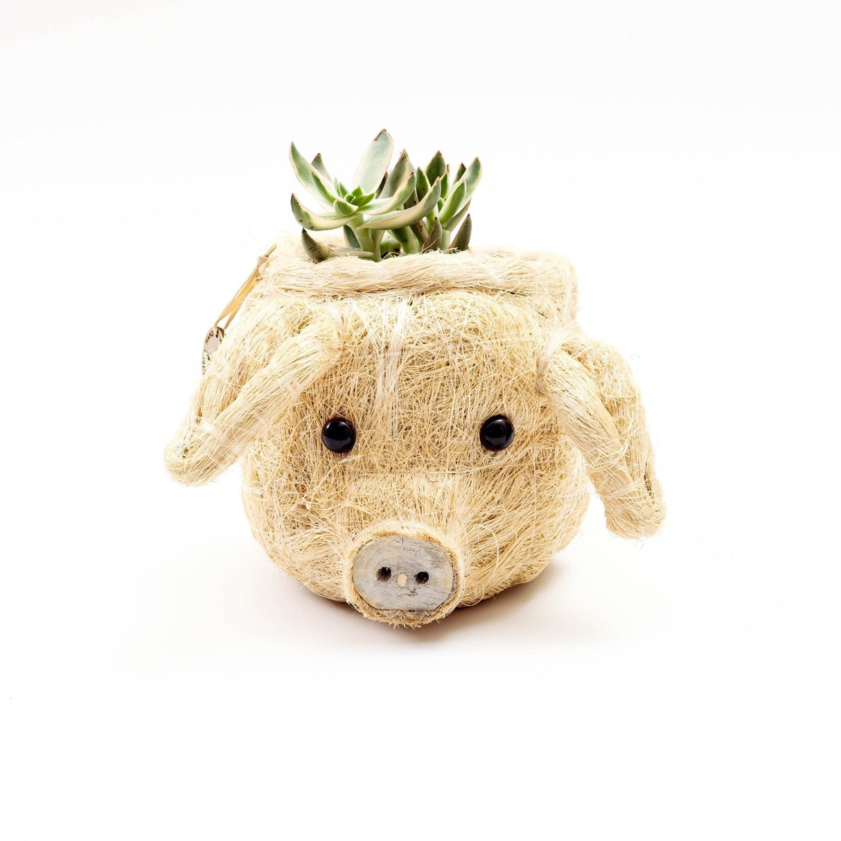 Pig Plant Pot - Animal Head Plant Pot