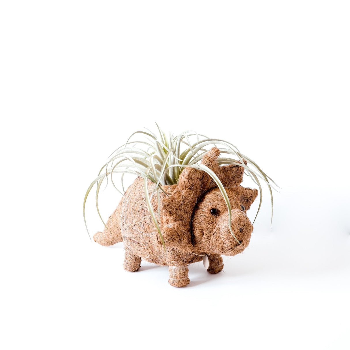 Triceratops Planter - Coco Coir Pots