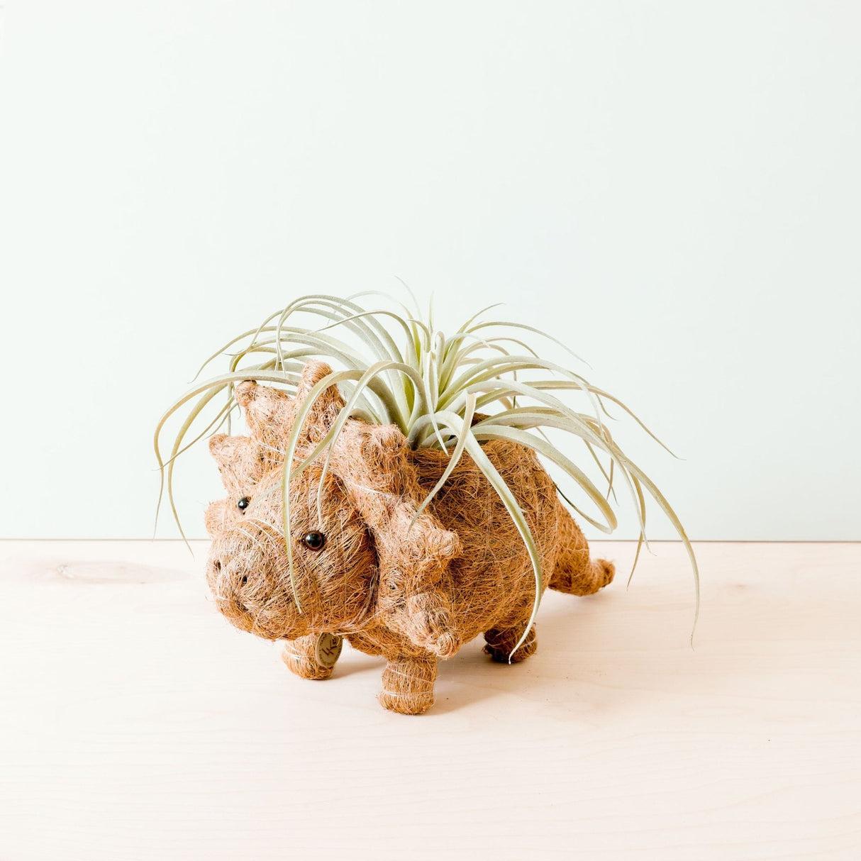 Triceratops Planter - Coco Coir Pots