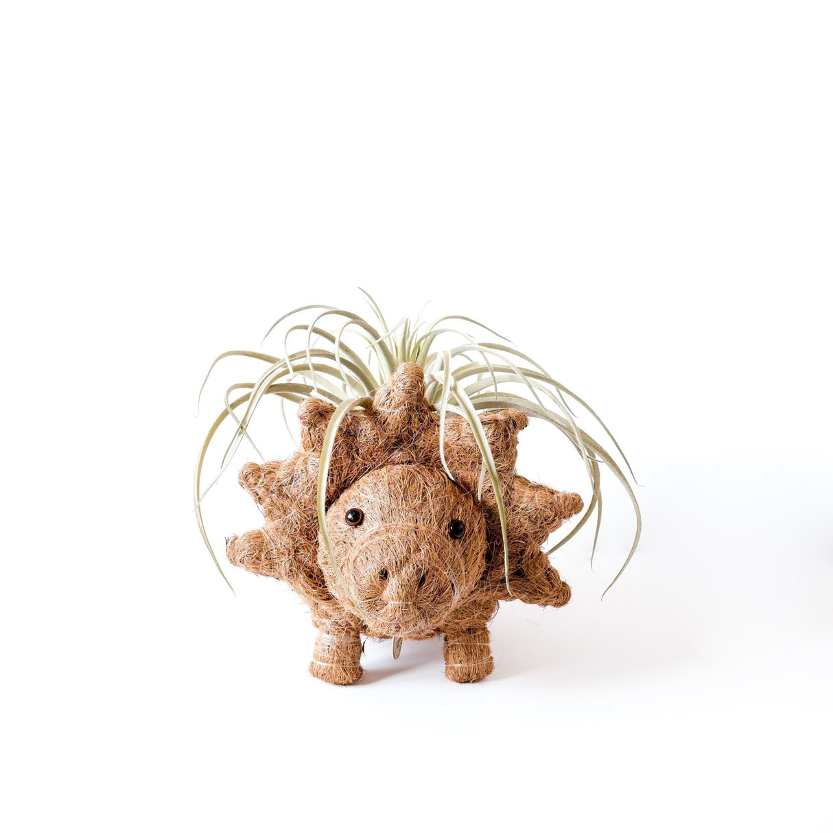 Triceratops Planter - Coco Coir Pots