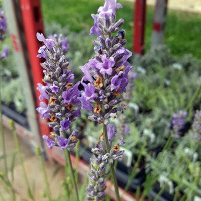 Lavender French Provence - 2.5QT Size Pot
