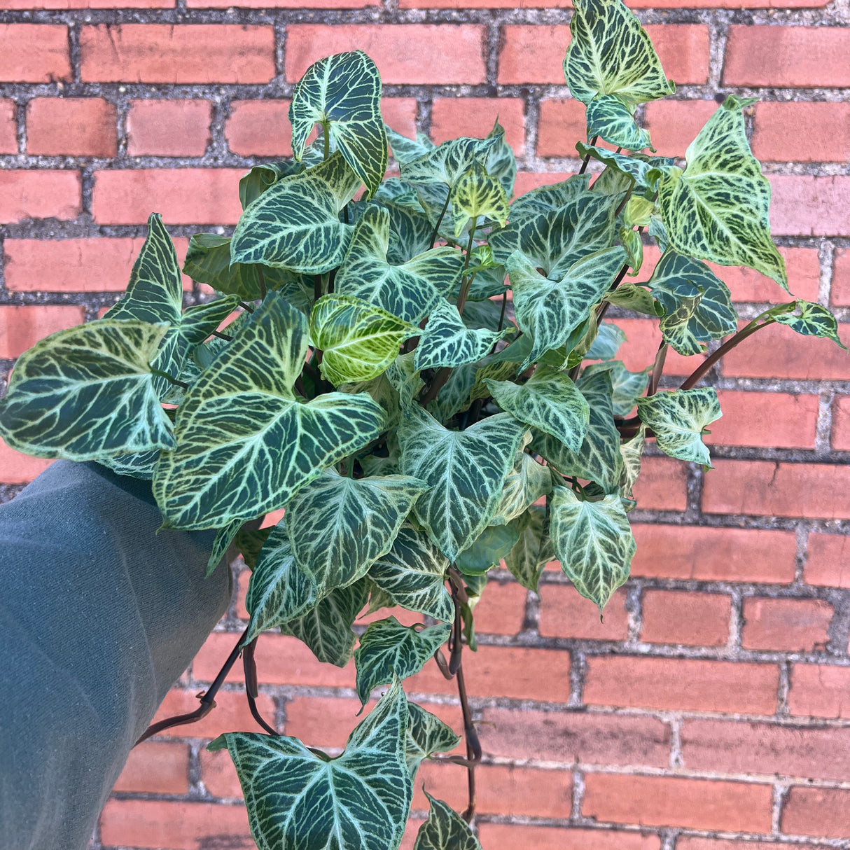 Potted plant with green leaves against a red brick wall