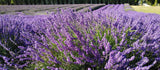 Live Royal Velvet Lavender Plant