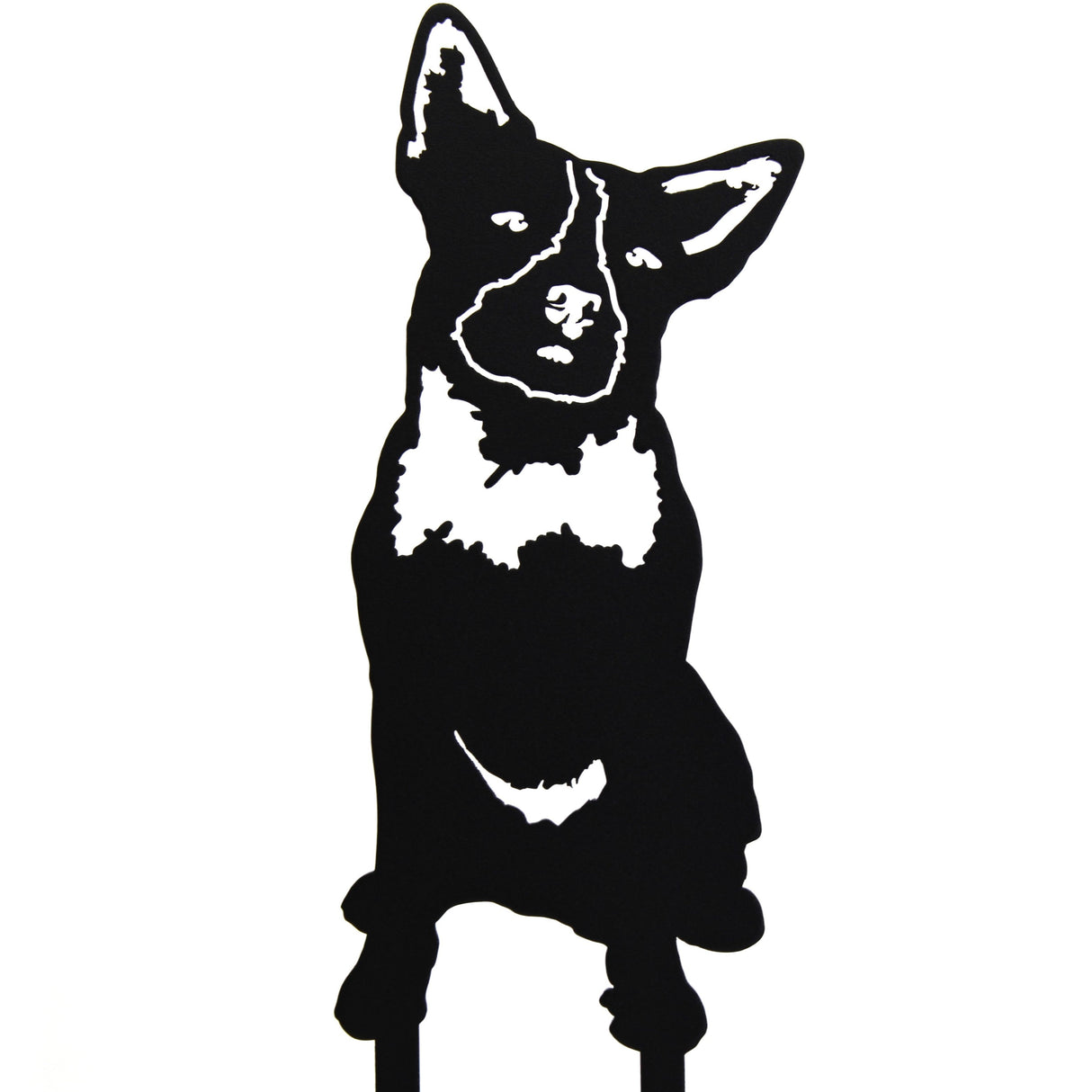 Australian Cattle Dog