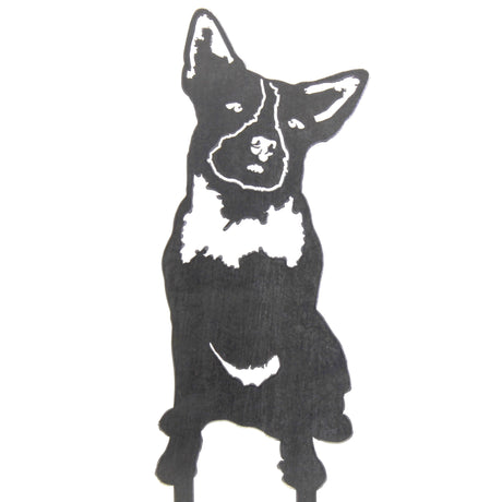 Australian Cattle Dog